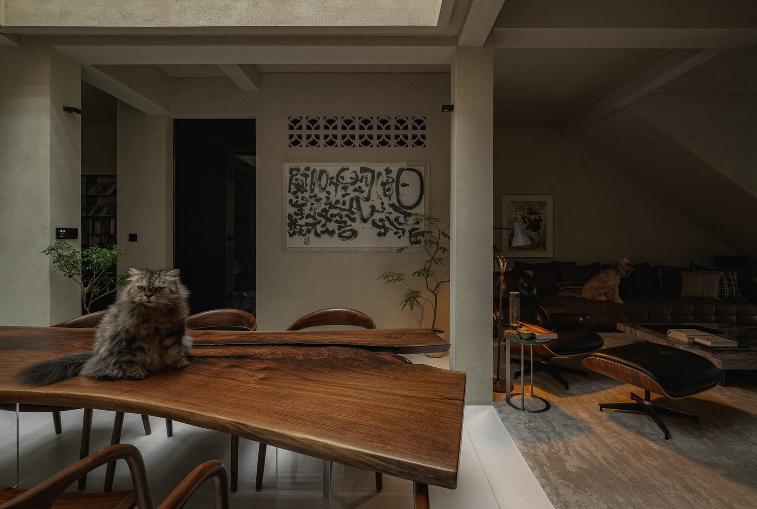 The dining room at dusk — a live-edge walnut table, a long-haired cat, ink calligraphy on lime plaster